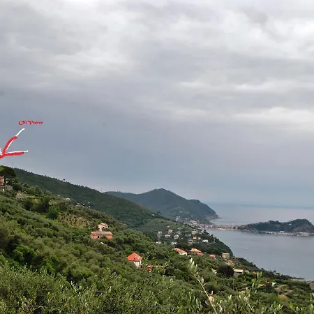 Olivenere Лаванья